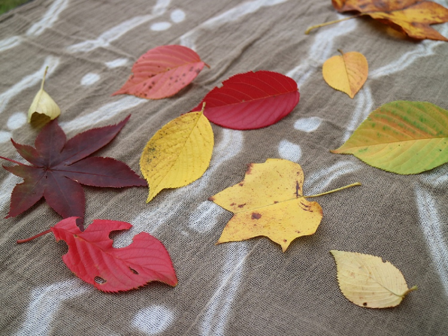 陶芸公園の「秋」を集める草木染