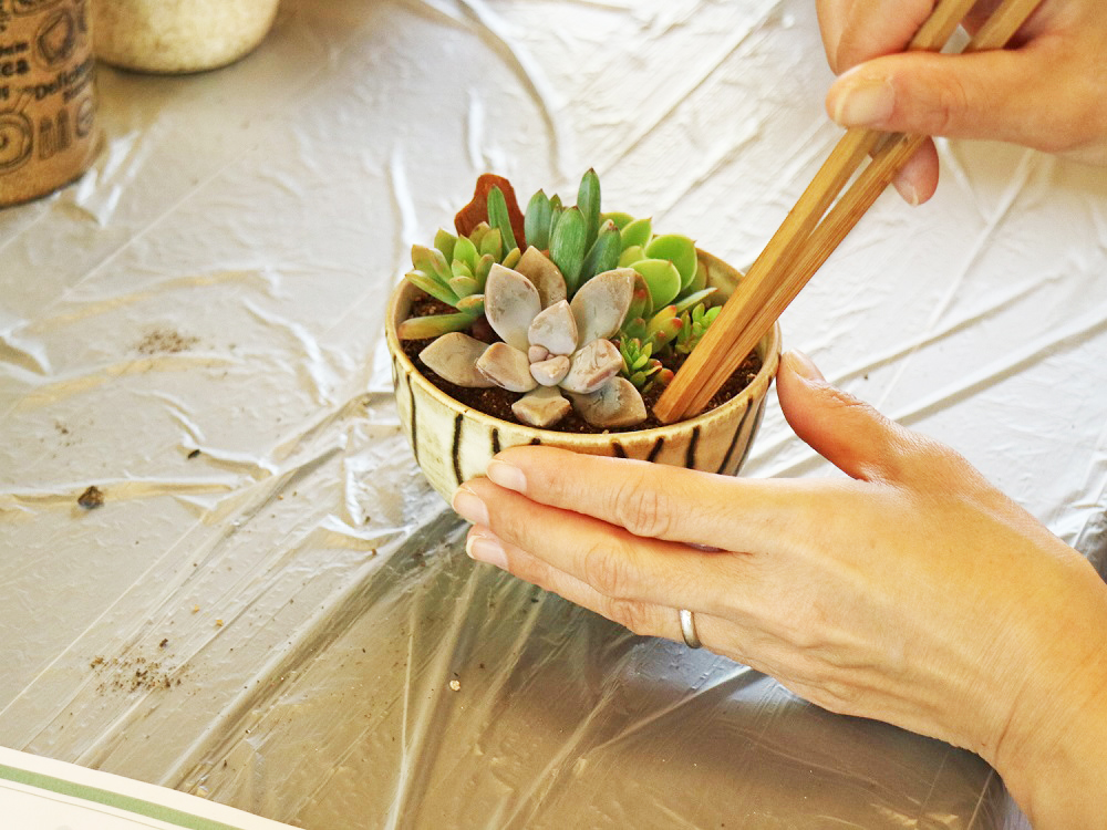 多肉植物の寄せ植え