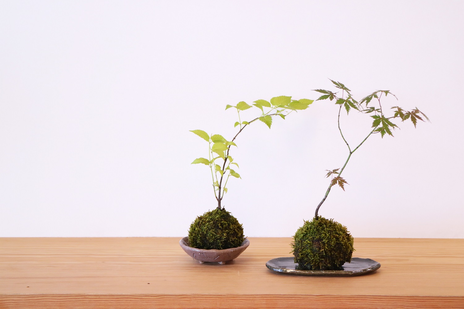 越前焼のお皿に飾る苔玉を作ろう